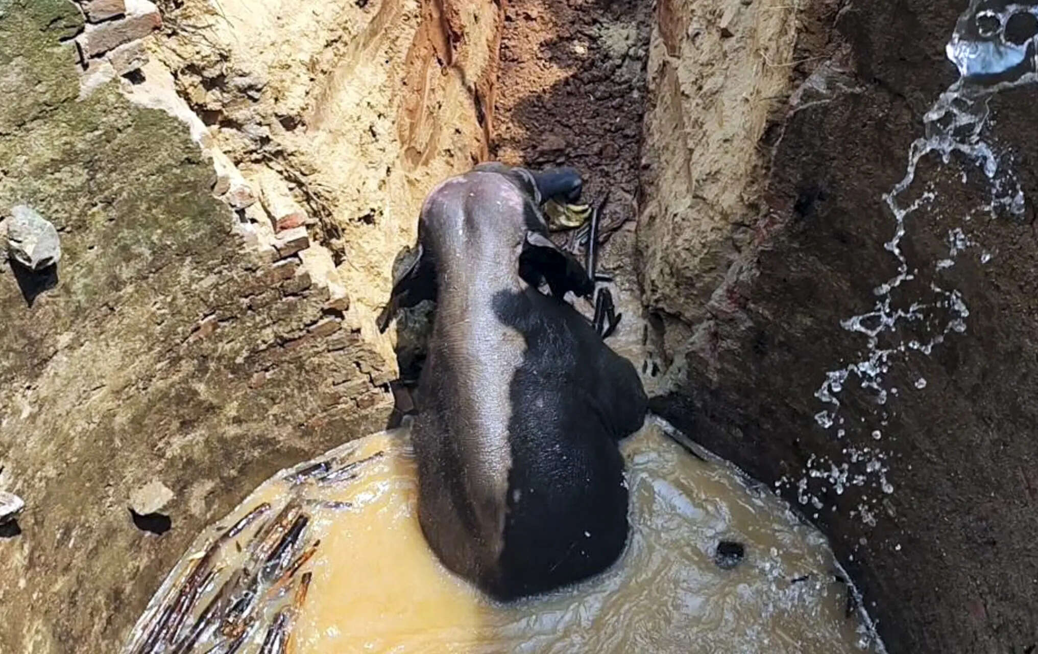 Elephant rescued from 45-ft deep well on Ranchi outskirts