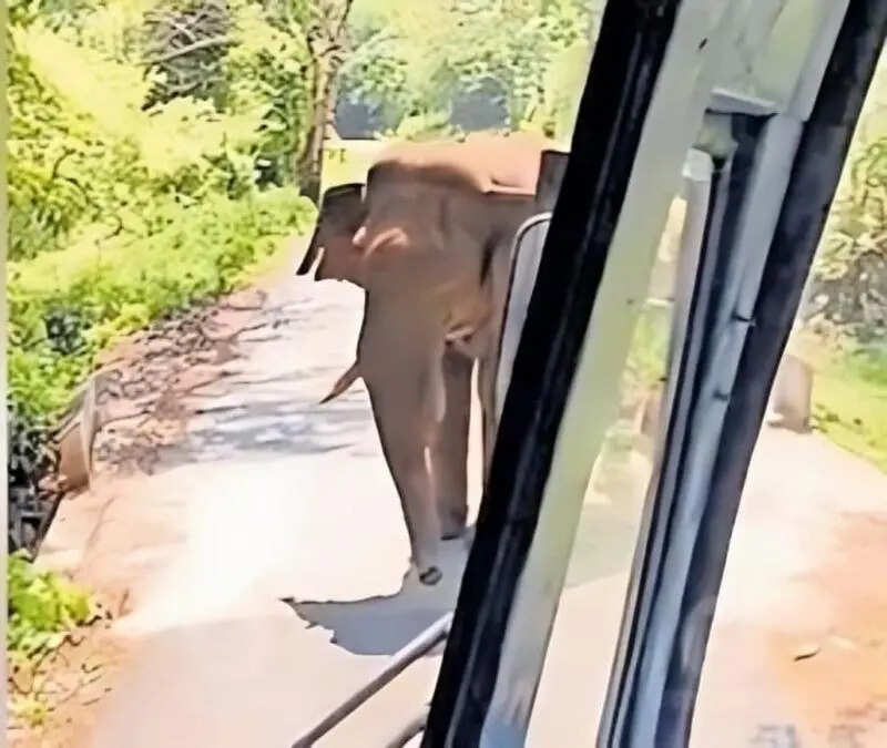 Wild elephant attacks KSRTC bus at Achankovil
