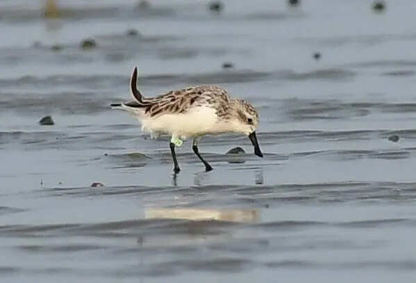 Leg tag decodes journey: Critically endangered bird on Bengal beach flew 8,000km from Russia