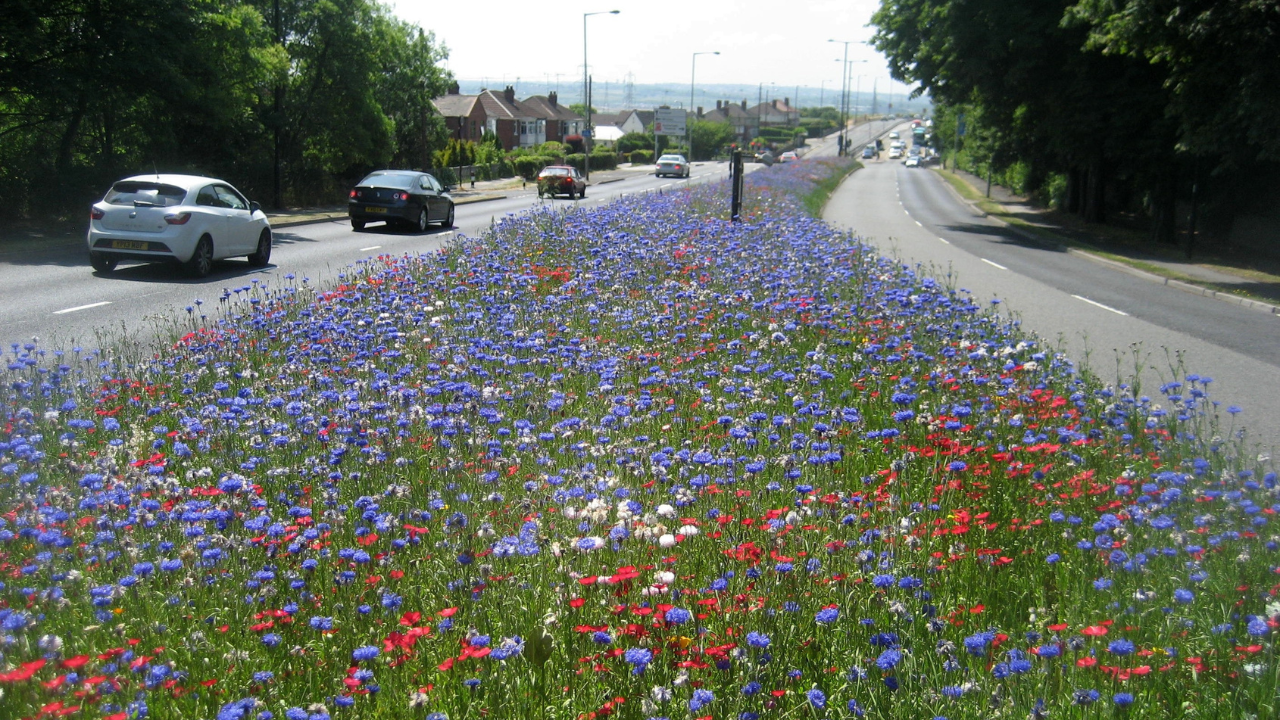 ‘Game changer’: England town stopped mowing 8 miles of grass and nature came back instantly while saving £25,000 a year