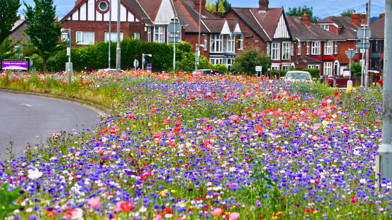 ‘Game changer’: England town stopped mowing 8 miles of grass, saves £25,000 and revives nature