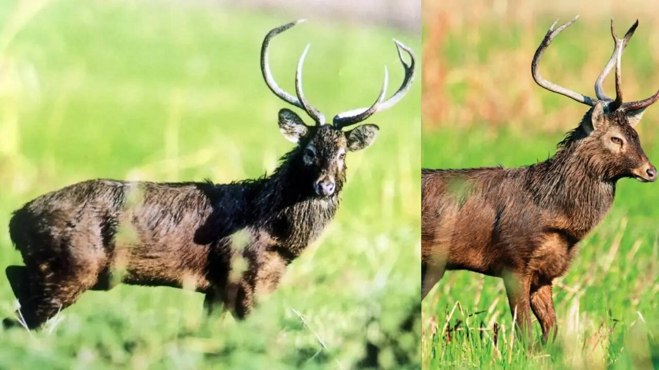  Forest department, Govt of Manipur)