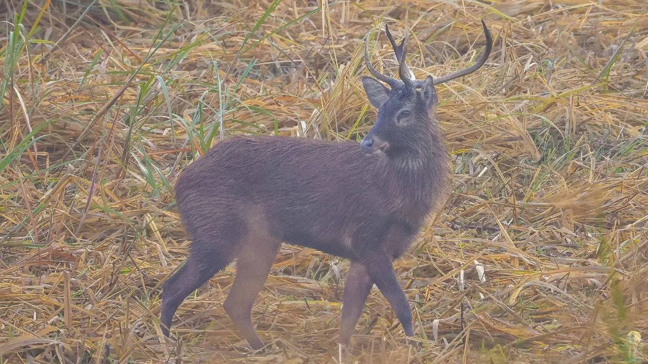  Forest department, Govt of Manipur)