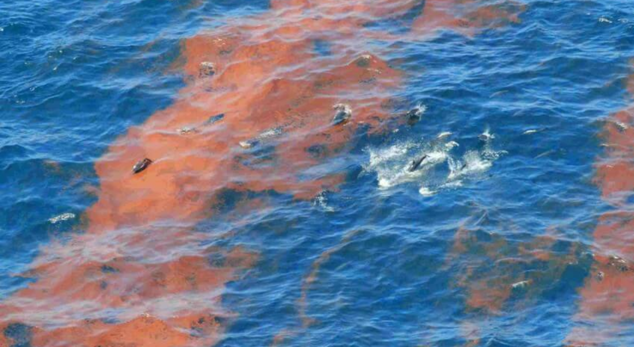 Dolphins swimming in oiled waters in the Gulf (Source: NOAA)