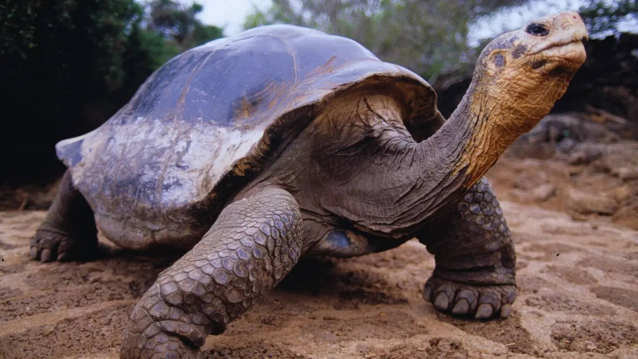 A Galapagos tortoise