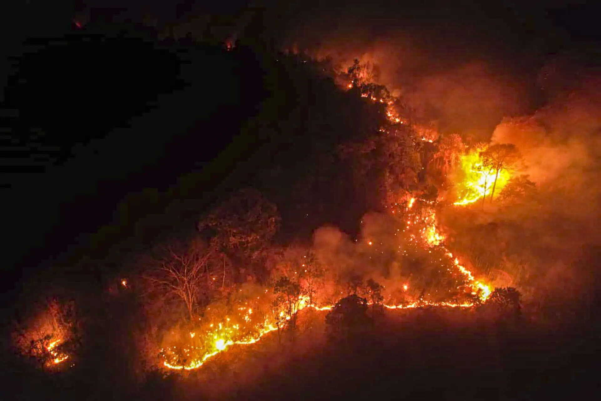 Lowest-ever fire points in Odisha forests this year