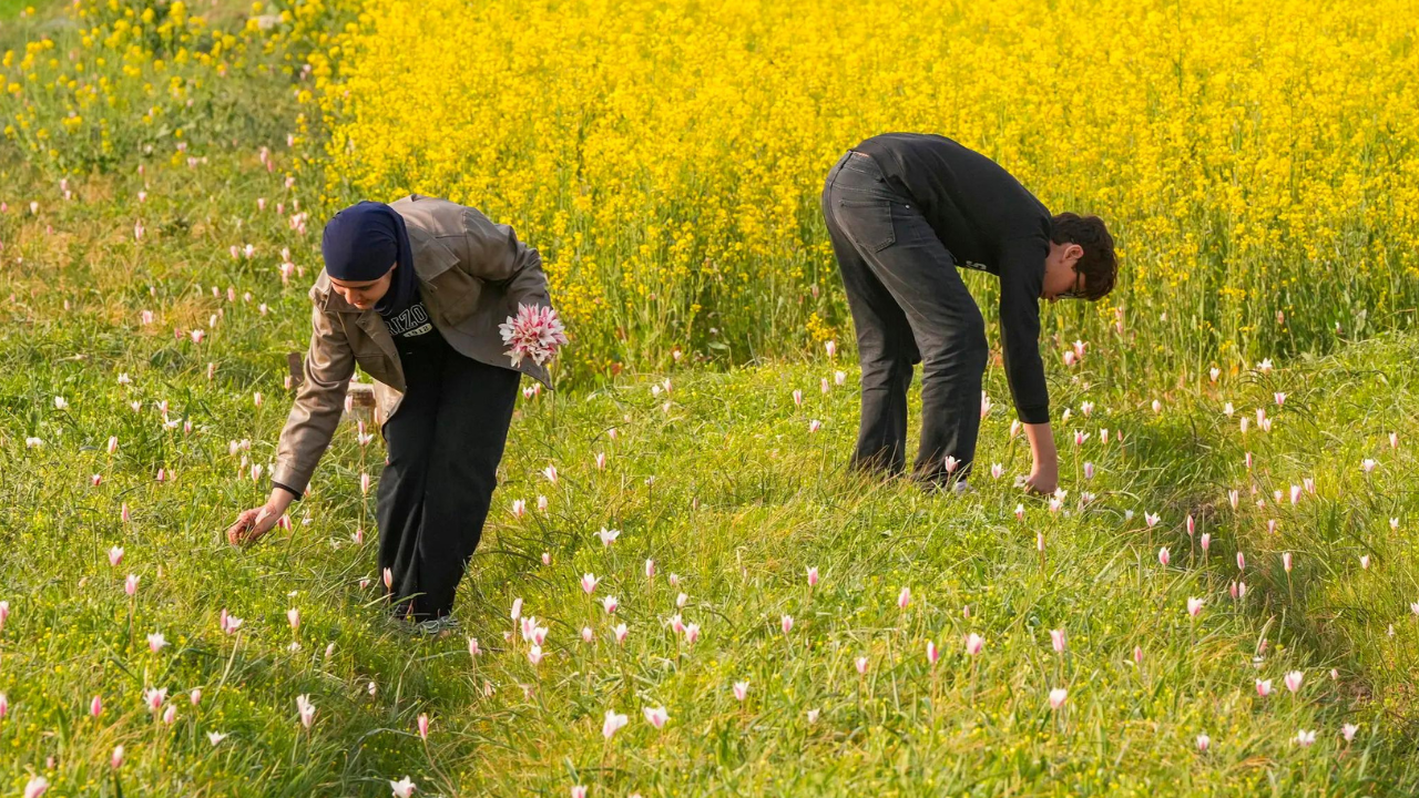 Porcupines push saffron to brink in Kashmir