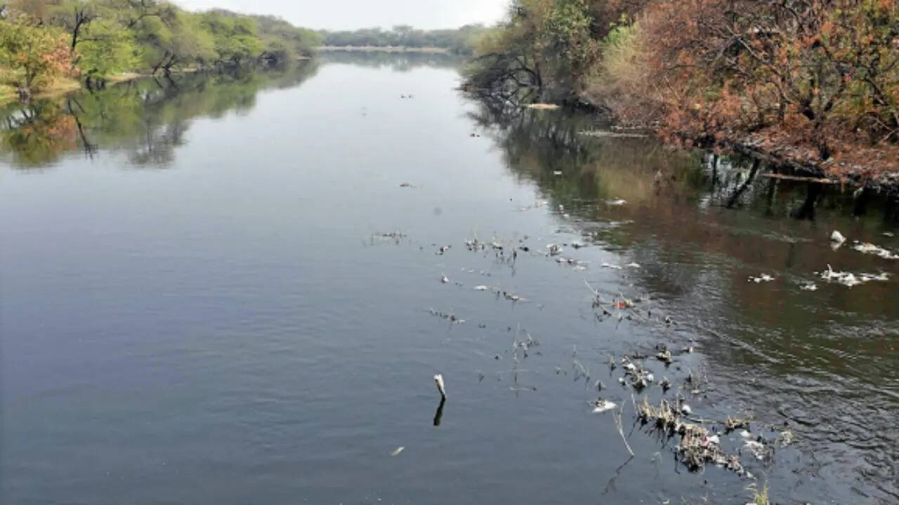 Yamuna turns toxic before entering Delhi; Gurgaon alone accounts for 70% of pollution load