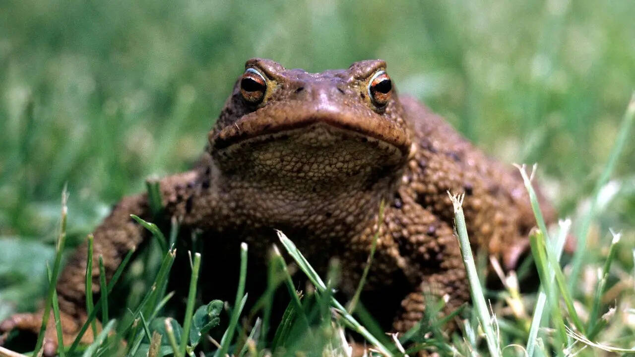A toad near your home isn’t just a coincidence: Here’s what it really indicates about your surroundings