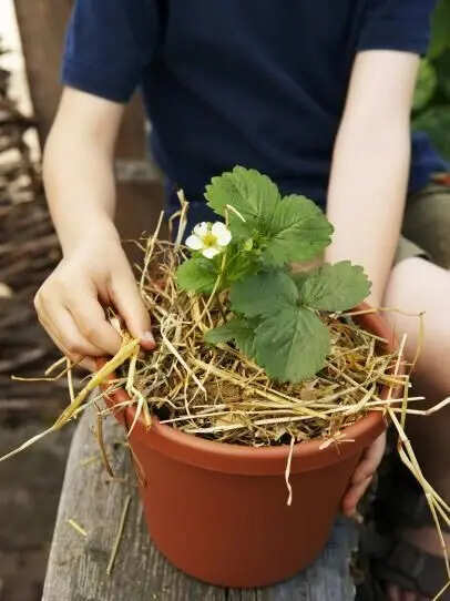 Expert Says This Simple Mulch Hack Will Help Your Garden Survive Harsh Weather