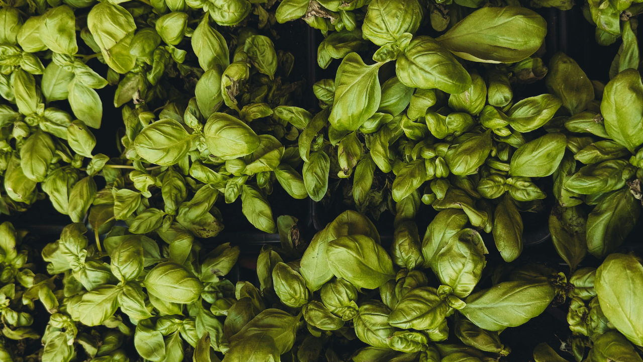 Which plants should not be grown near Tulsi and why adding salt could destroy it