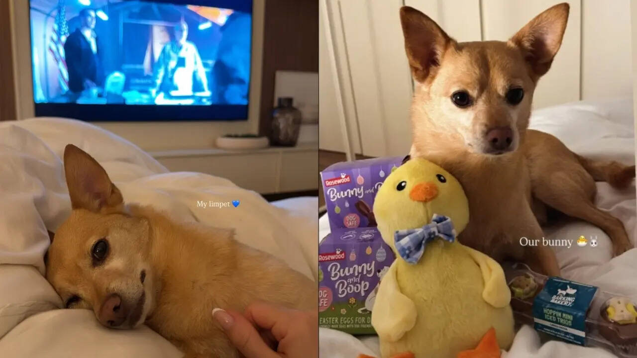 Jake Dennis' pet Billy Jake Dennis' pet Billy