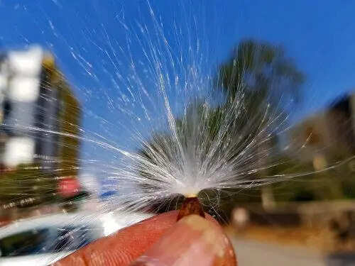 Milkweed emerging as viable sustainable fibre option, says expert