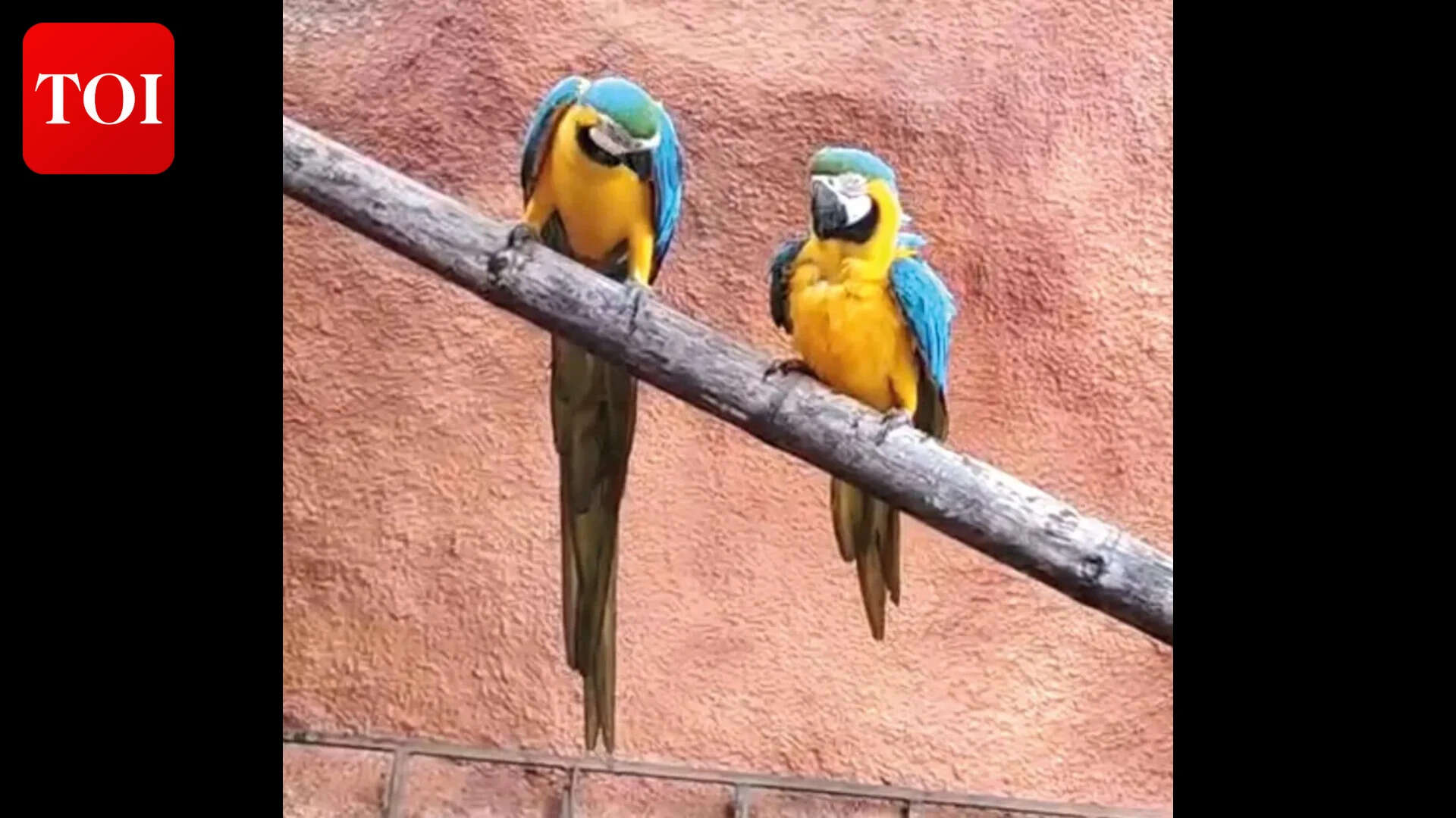Now, Bondla zoo welcomes female blue-yellow macaw