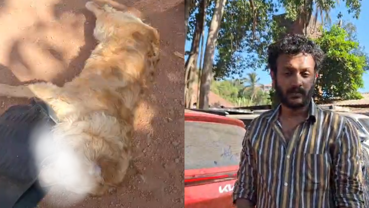 Dog dies after K’taka man leaves him in locked car in Panaji and goes to casino
