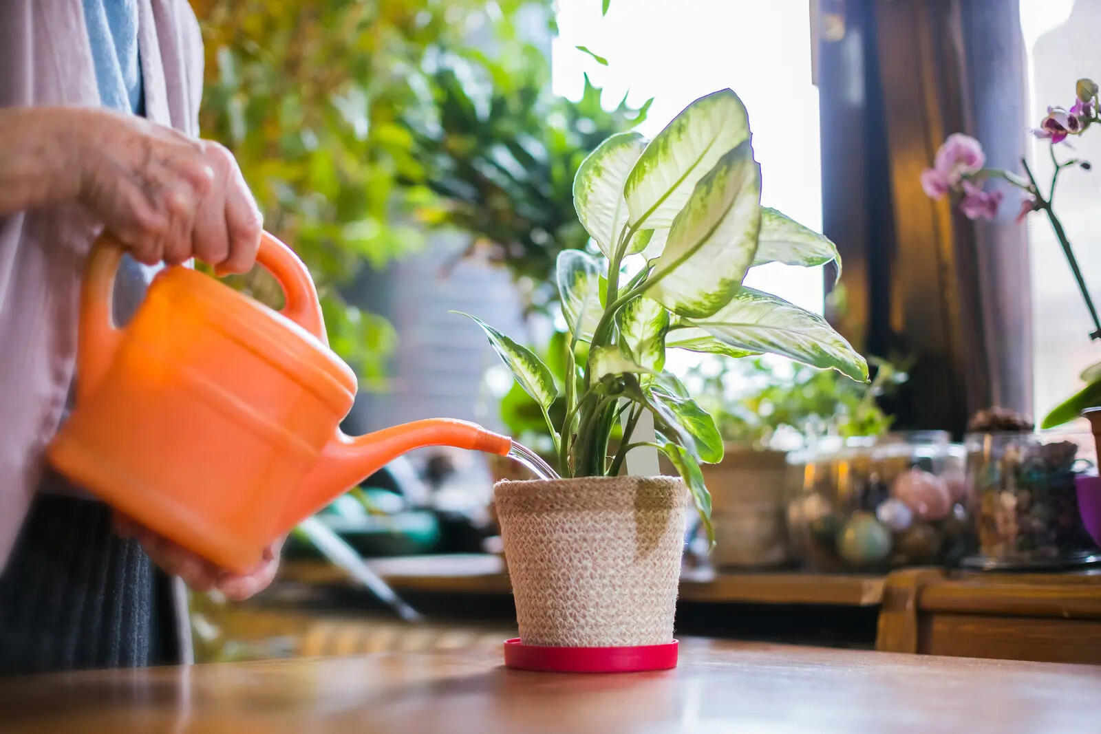 ​Common culprits behind plant deaths include unrealistic growing conditions before purchase, vague care labels, poor quality soil and misleading social media advice.