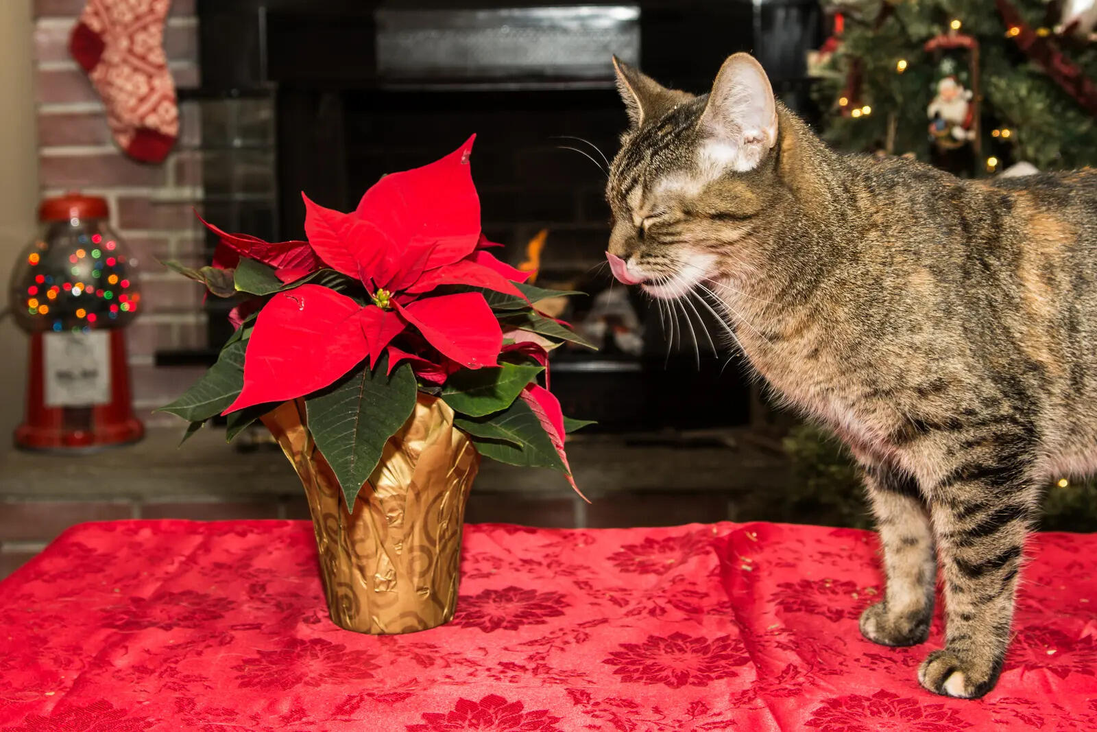 Expert reveals the most deadly flowers for pets and recommends alternatives for your bouquet