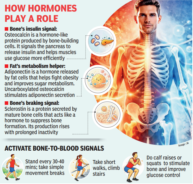 Your bones may hold key to better blood sugar control