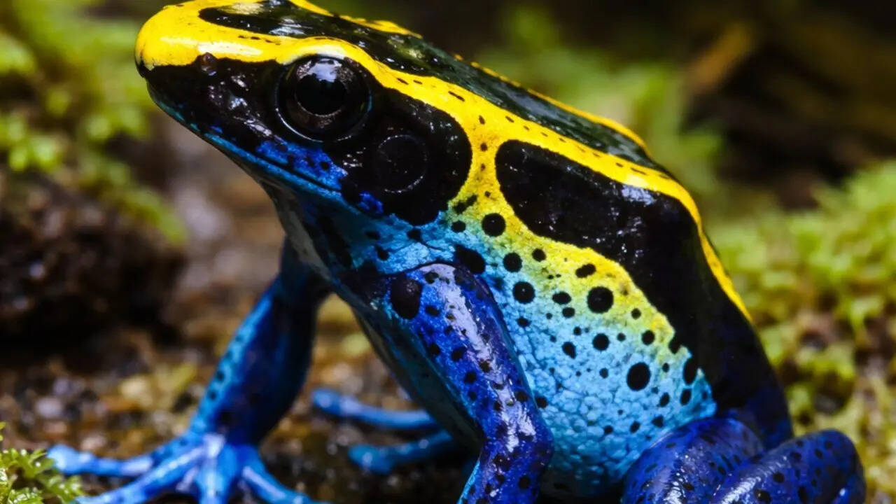 Poison dart frog
