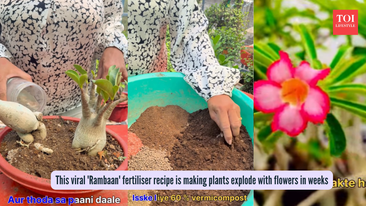 This viral 'Rambaan' fertiliser recipe is making plants explode with flowers in weeks