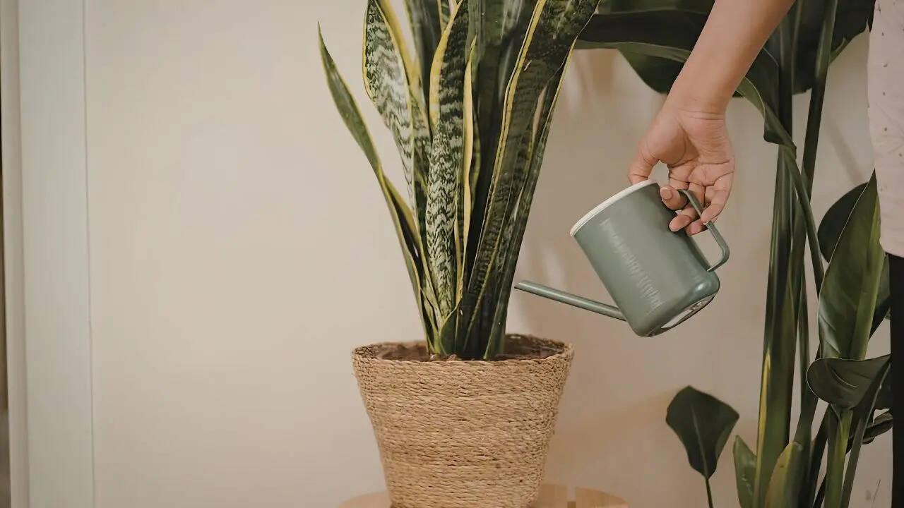 Do snake plants really attract snakes: Understanding the truth about their appearance and why they are linked to snakes