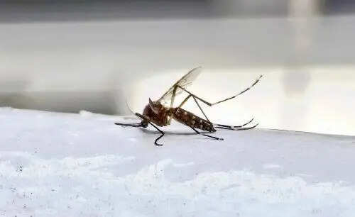 Ludhiana administration on alert as 1 dengue, two malaria cases emerge