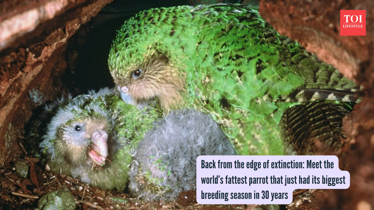 Back from the edge of extinction Meet the world’s fattest parrot that just had its biggest breeding season in 30 years