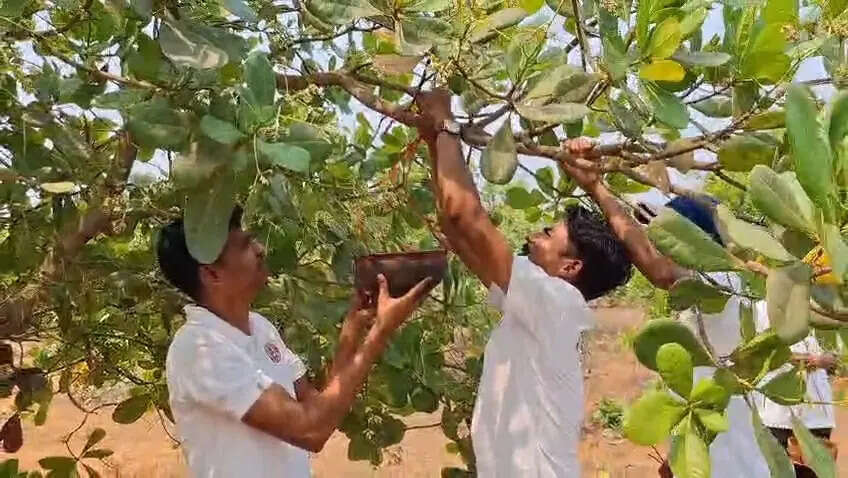 Dhenkanal youths strive to protect flora &amp; fauna