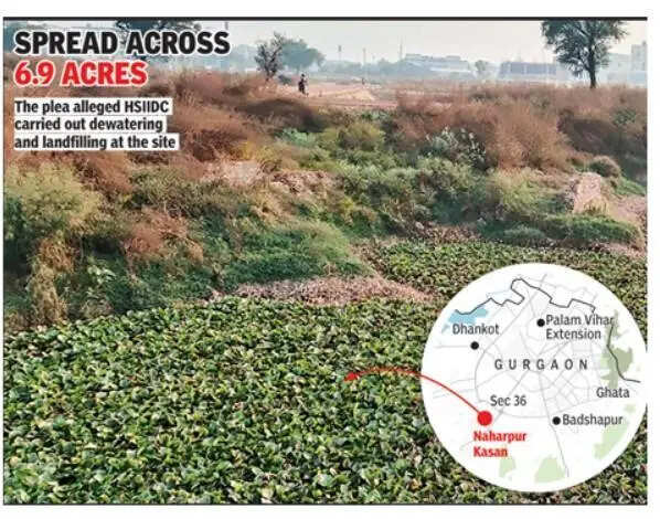 Petition says road built over wetland in Manesar, NGT orders probe