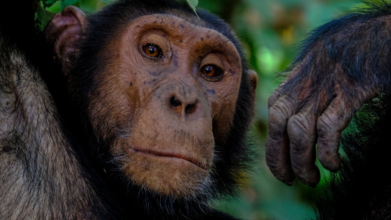 Inside Uganda’s chimpanzee civil war: How a peaceful community split into deadly rival groups