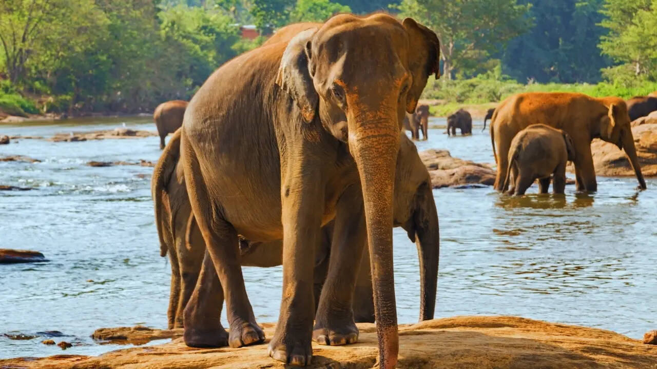 Wild elephants in Sri Lanka