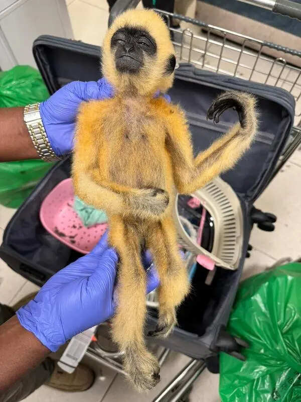 Exotic wildlife smuggling resurfaces: 49 species seized in 2 days at Chennai Airport