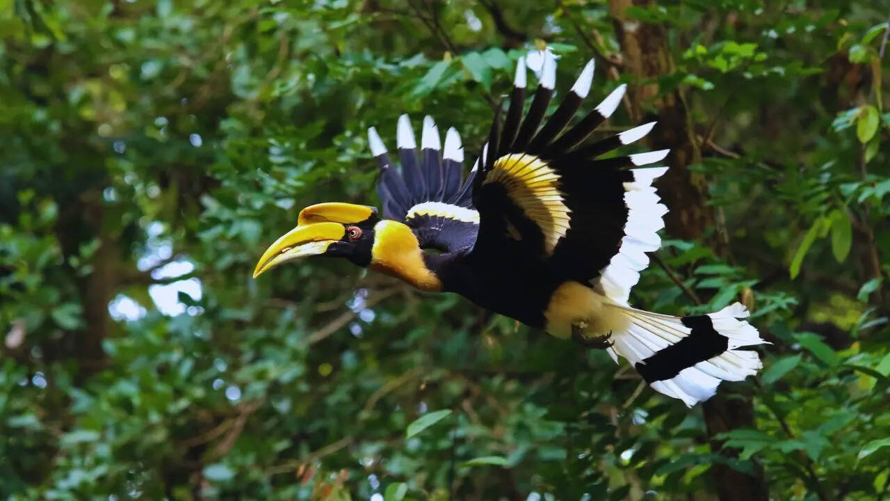 Grreat hornbill in flight