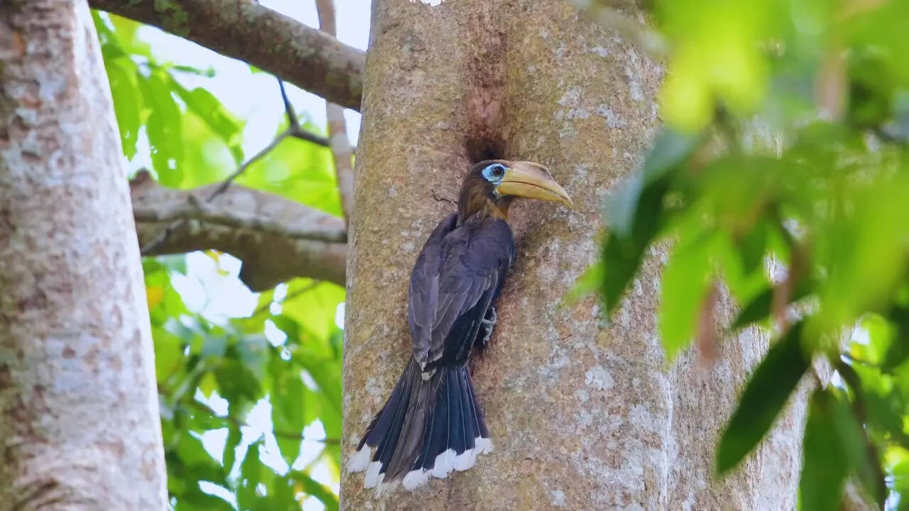 Brown hornbill in front of its nest