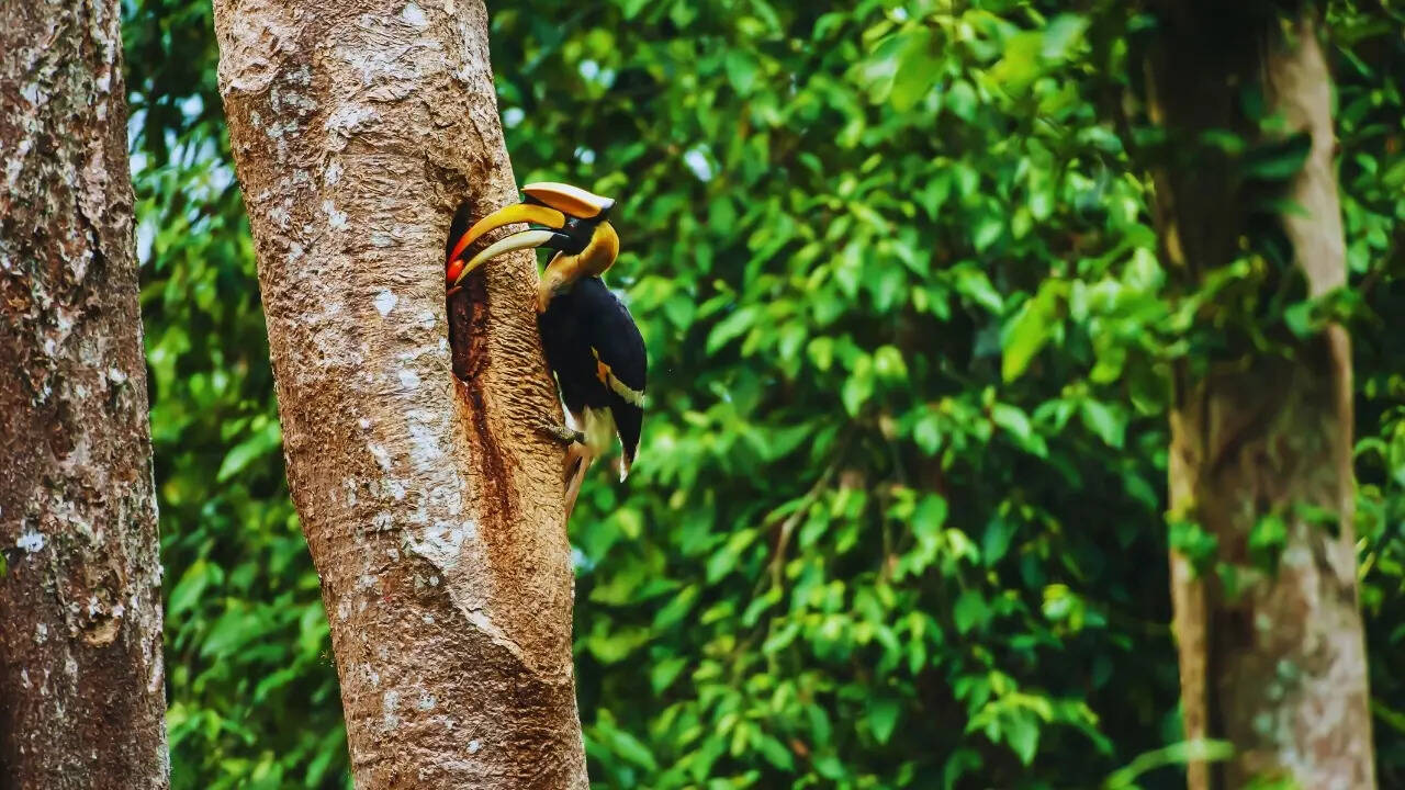 Great hornbill nest