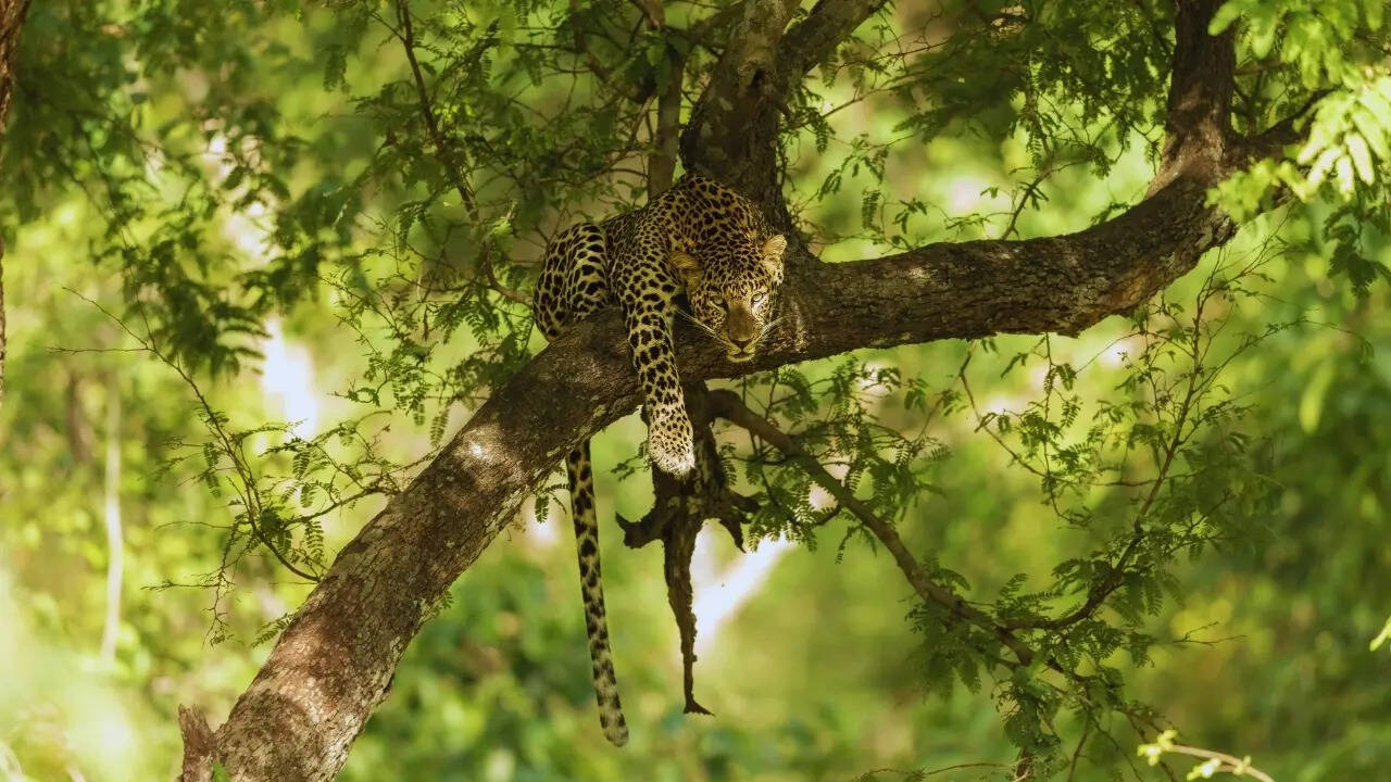 Indian leopard in the forest