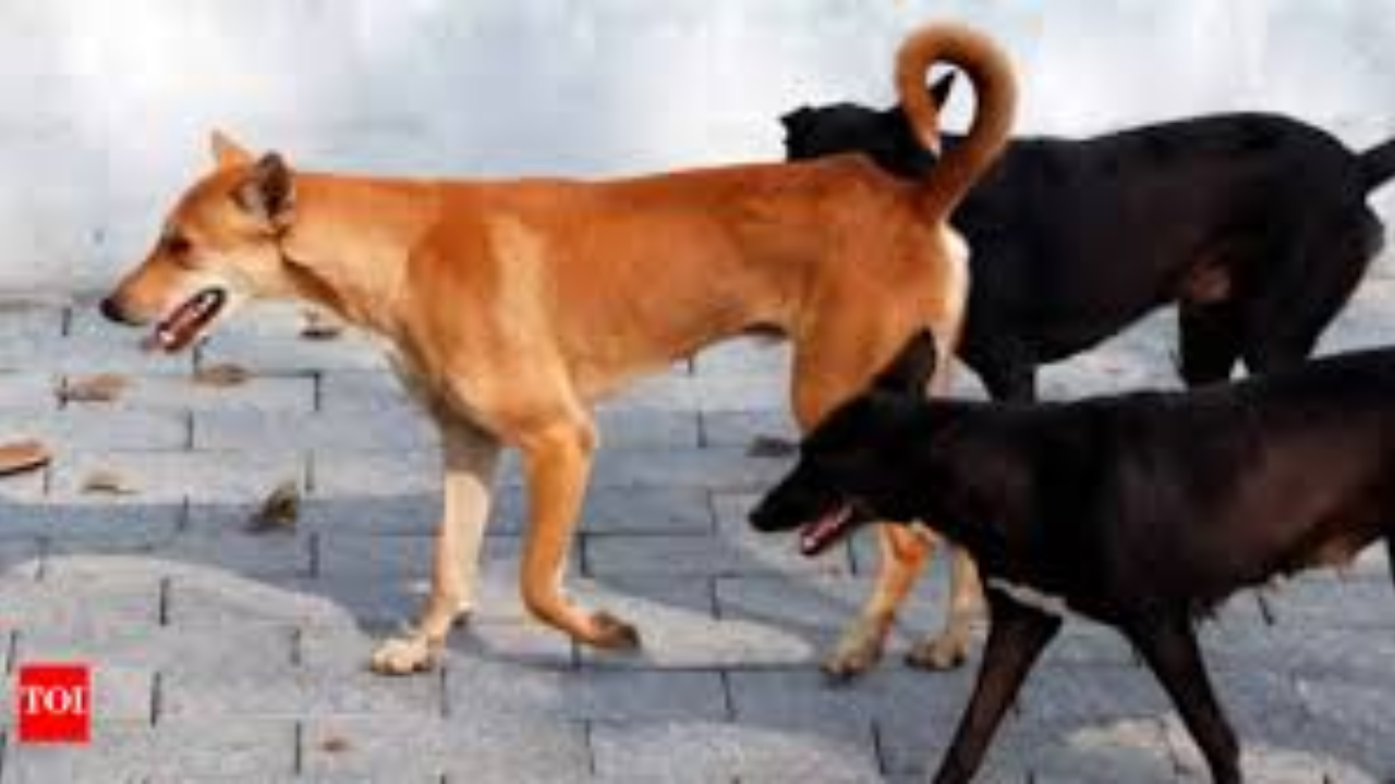 J&K: Dogs maul 8-year-old girl to death in Sopore