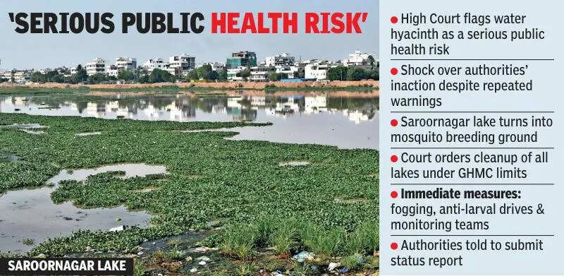 Court slams officials, orders crackdown on water hyacinth
