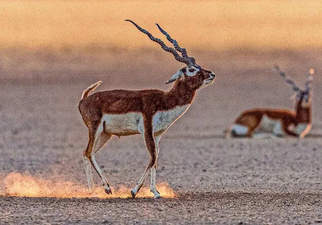 GRASS-EATERS: Blackbucks on savannahs
