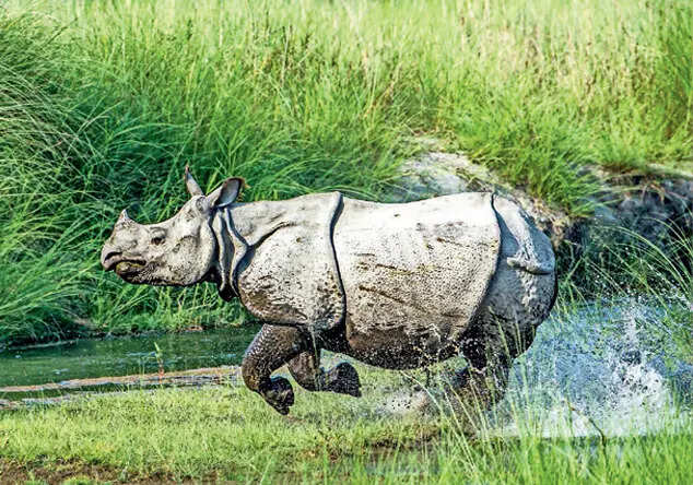 HARAPPA TO HERE... Rhino forests shrank