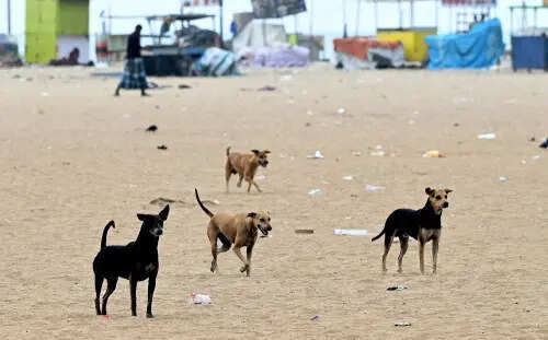 BMC to send blood samples of vaccinated dogs to Bengaluru for antibody testing