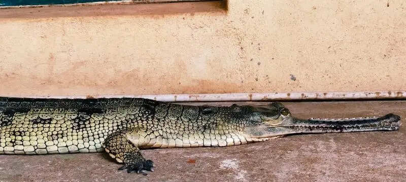 Veterinary college surgeons fix metal plate on fractured snout to save endangered gharial in Chennai