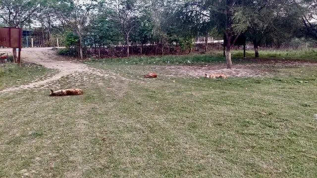 No upkeep of vacant plot for sports ground, residents demand boundary wall to ward of stray cattle