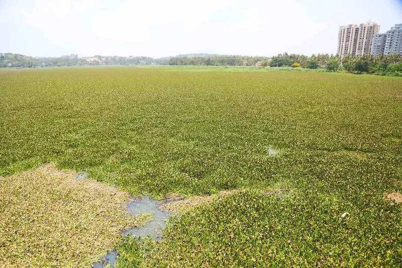 Tender delay hits Akkulam Lake rejuvenation plan