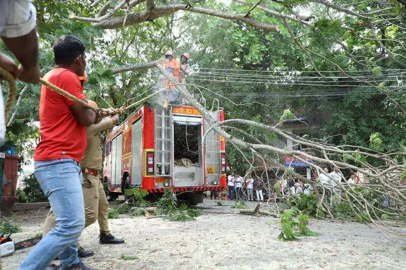 Pre-monsoon drive: Corp to identify and remove hazardous trees