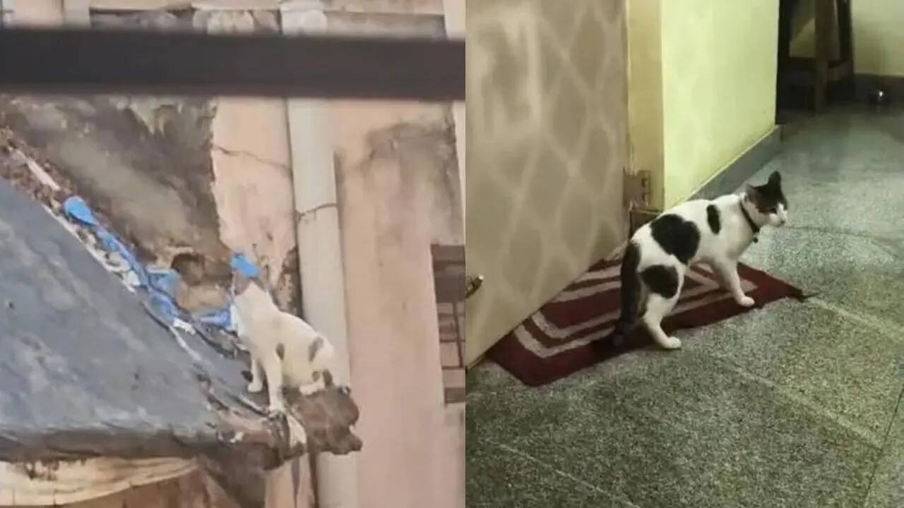 Cat romance sparks chaos: Bengaluru neighbours lock horns over newborn kittens