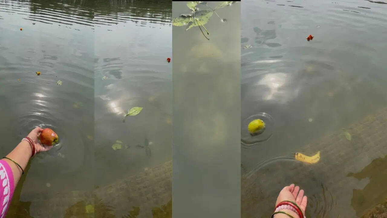 Kund where fruits float and bel leaves sink