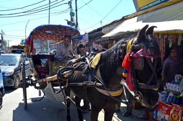 Seventy-year-old Ghulam Rasool Kumar has brought the traditional tonga, or horse cart, back to the streets of Srinagar, reviving memories of a bygone era. Locals can now indulge in nostalgia and enjoy an experience that was once known only to their elders.