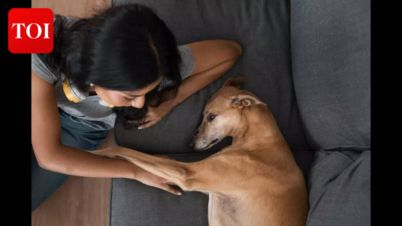 Your Dog Insurance is a Paper Shield and the Real Liability Is Your Ignorance