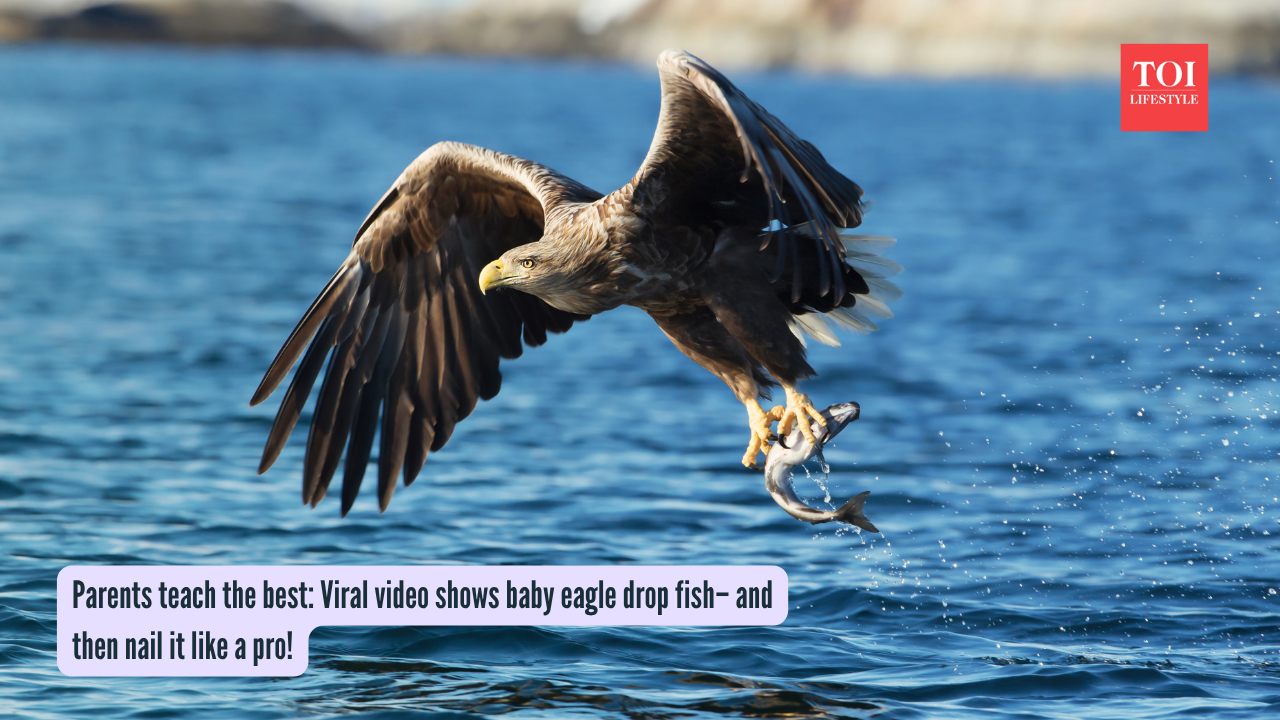Parents teach the best Viral video shows baby eagle drop fish– and then nail it like a pro!